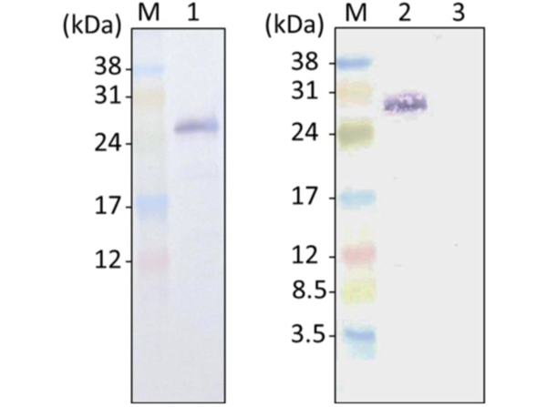 Western Blot using GFP Alk Phos